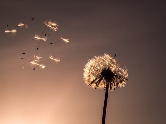 COVID-19... ¡Desescalamos!